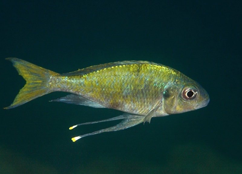 Ophthalmotilapia ventralis 'Mamalesa Island'